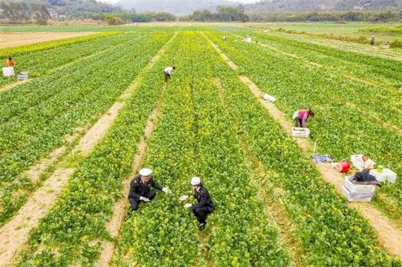 揭陽海關護航蔬菜產品優“鮮”出口
