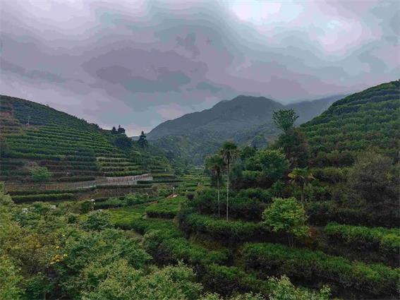 潮州市30個(gè)鎮(zhèn)、茶區(qū)納入地理標(biāo)志產(chǎn)品保護(hù)范圍