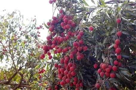 最高獎(jiǎng)金5000元！汕頭雷嶺荔枝品牌LOGO、IP與宣傳語全網(wǎng)征集