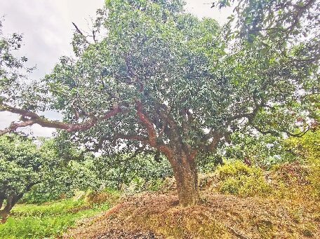 揭陽(yáng)惠來17萬多畝荔枝豐收在望