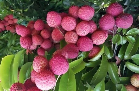 汕尾荔枝“紅麗人”單果重達(dá)80克