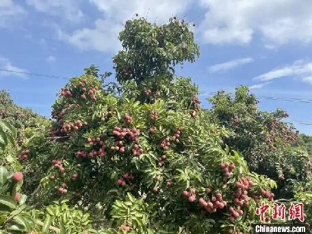 （走進(jìn)中國鄉(xiāng)村）廣東汕頭雷嶺荔枝俏銷海內(nèi)外